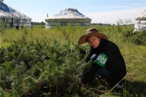 百德带领大家伙植树